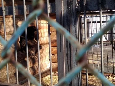 В Салаватском районе медведь напал на лошадь