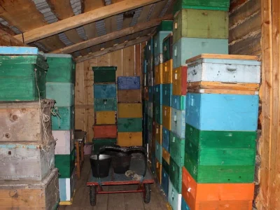 В Башкирии пчеловоды заявляют о массовой гибели пчел