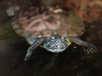 В Башкирии озеро заселили черепахи