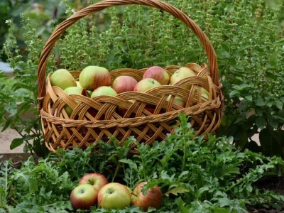 Эксперты посоветовали хранить яблоки отдельно от остальных фруктов