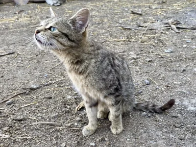 Котята и щенята могут стать причиной заражения стригущим лишаем